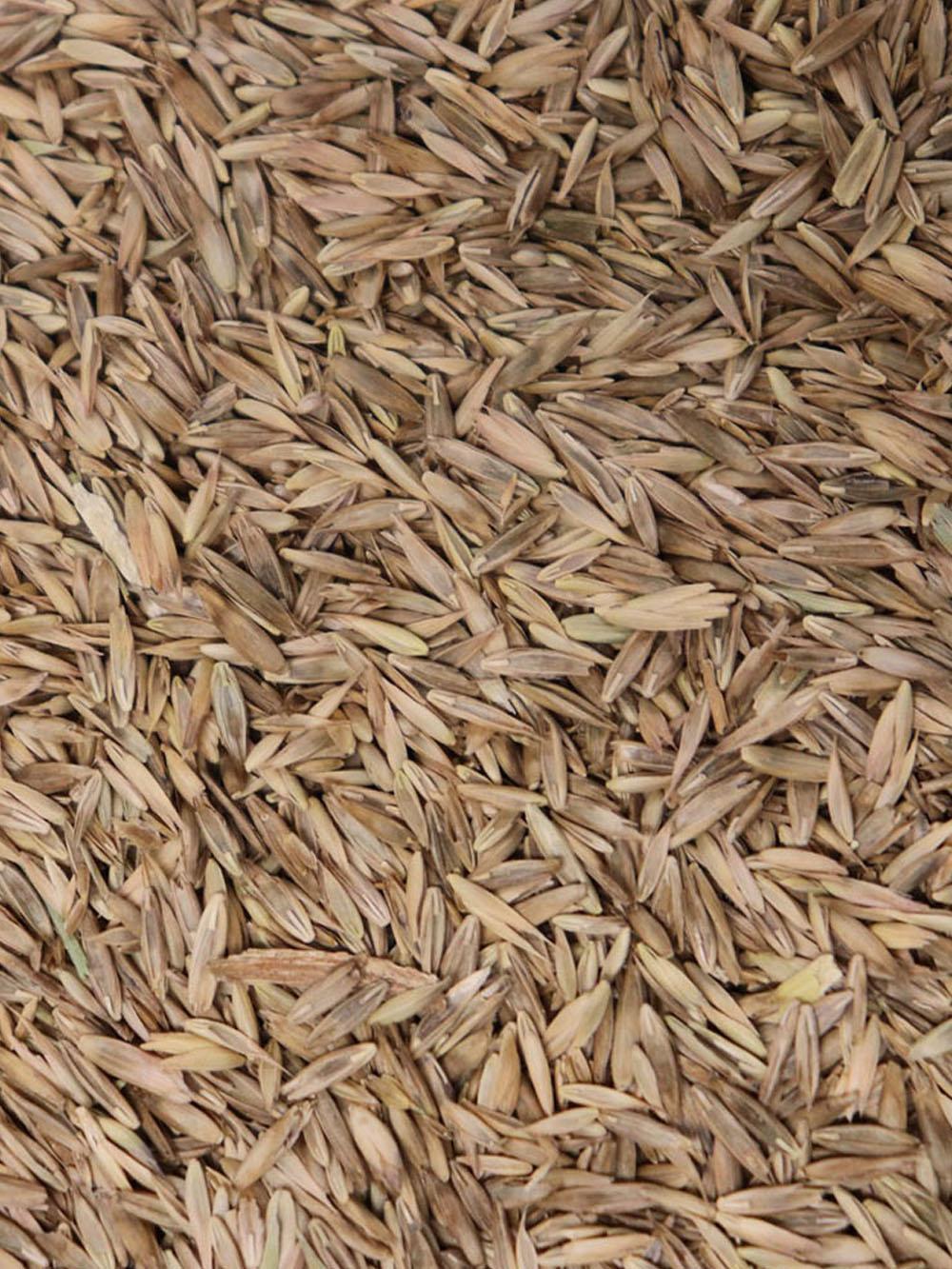 Equine "Endophyte-Free" Pasture Mix